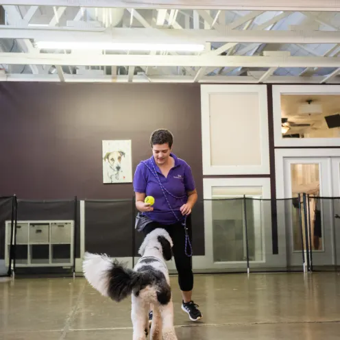 Dog Training with Employee at Breed Above